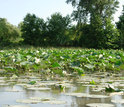 Wetland with water lillies